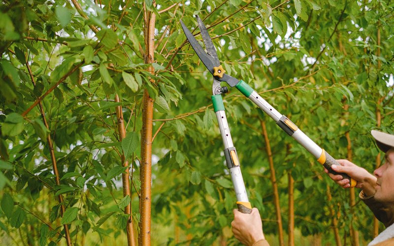Tree trimming in Redding, IA