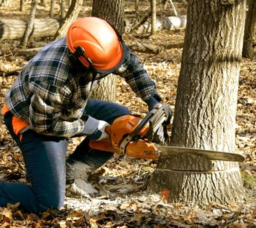 Tree Removal in Redding, IA